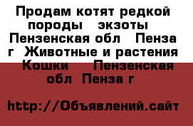 Продам котят редкой породы - экзоты - Пензенская обл., Пенза г. Животные и растения » Кошки   . Пензенская обл.,Пенза г.